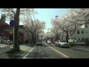 SakuraDrive